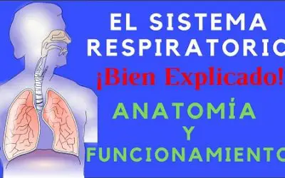 El Sistema Respiratorio: Anatomía y funcionamiento