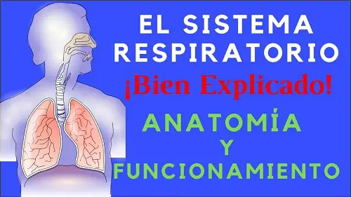 El Sistema Respiratorio: Anatomía y funcionamiento