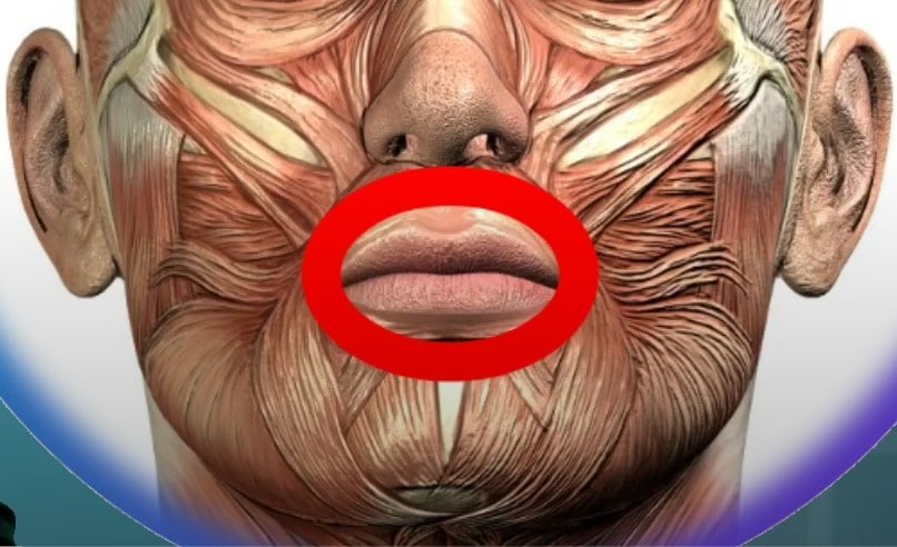 orbicular de los labios o esfinter de los labios