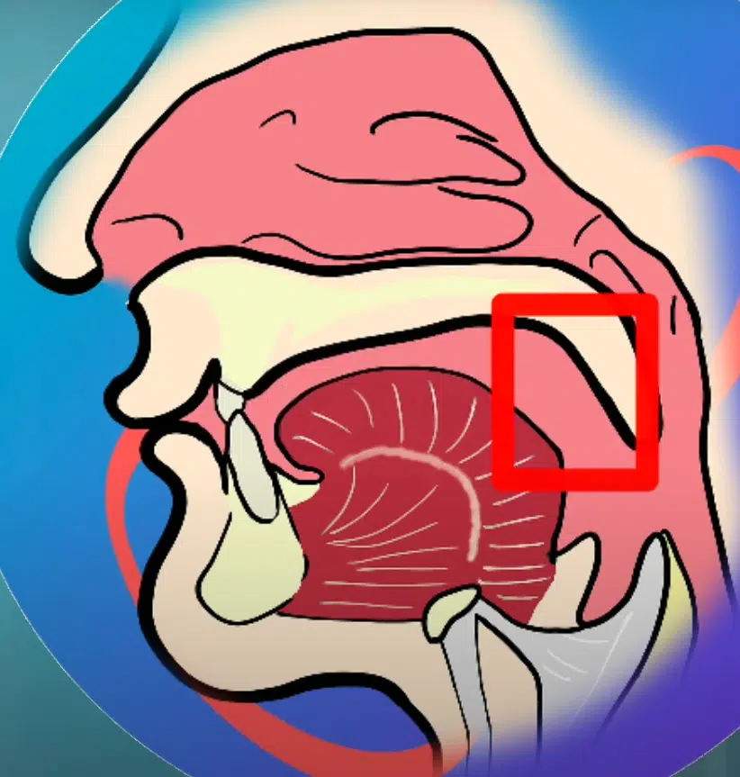 velo del paladar o paladar blando